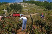 Berba je kruna mukotrpnog rada